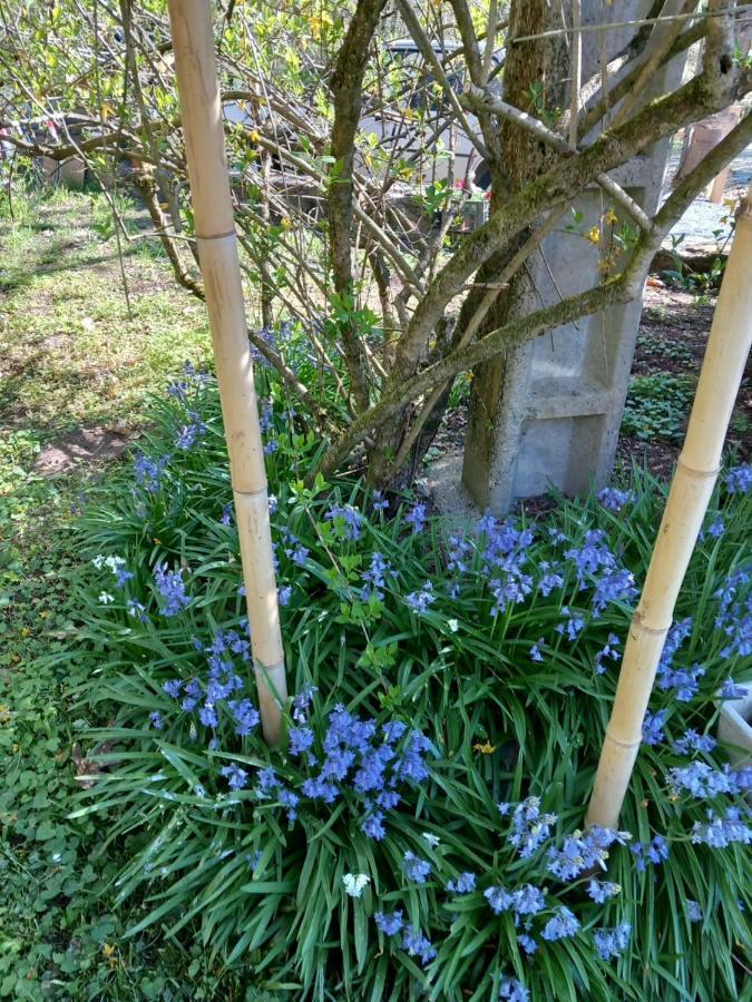 Cedres Bleus De Joany Chez Nathalie Viviez מראה חיצוני תמונה