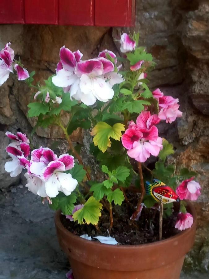 Cedres Bleus De Joany Chez Nathalie Viviez מראה חיצוני תמונה